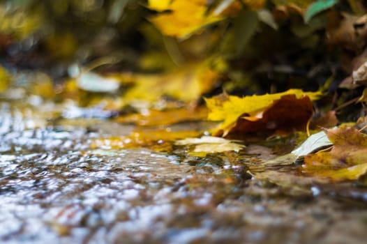 Small brook in autumn park. Many yellow leaves in foreground and blurred background. Low side closeup view. Autumn in park.
