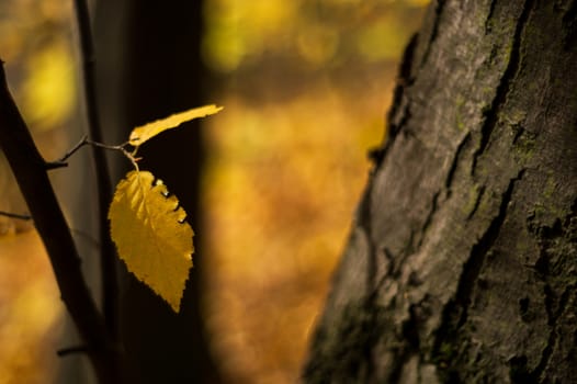 Yellow fall leaf in forest park on yellow blurred autumn background. Closeup view.