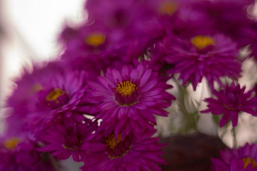 Purple chrysanthemums with blurred background and very soft focus. Art idea.