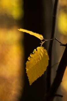 Yellow fall leaf in forest park on yellow blurred autumn background. Closeup view.