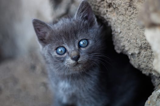 Homeless nice cute gray kitty with hue blue eyes looks at you.