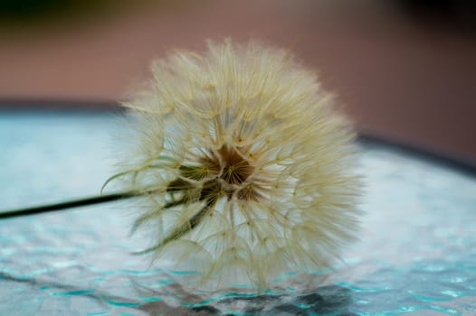 A dandelion flower with seeds on glass clear table.