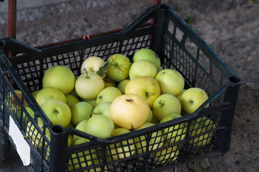 Green ripe apples in a plastic black box on asphalt. The box on a wheelbarrow. Upside view.