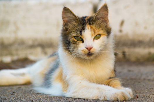 A three-masculine charismatic cat lies on asphalt and looks straight, background is blurred