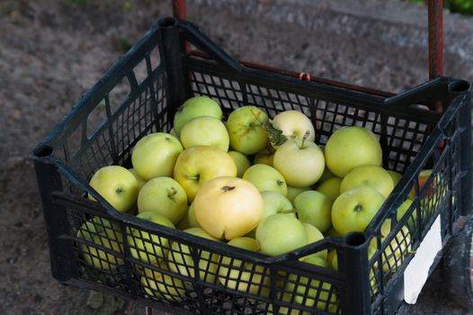 Green ripe apples in a plastic black box on asphalt. The box on a wheelbarrow. Upside view.