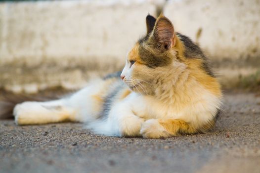 Three-masculine cat lies on asphalt and looks to the left. The cat looks calm and keep calm.