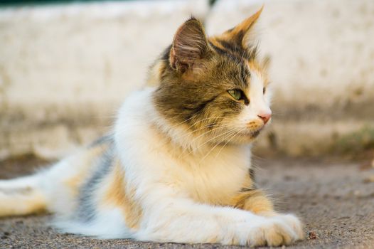 Three-masculine cat lies on asphalt and looks to the right. The cat looks calm.