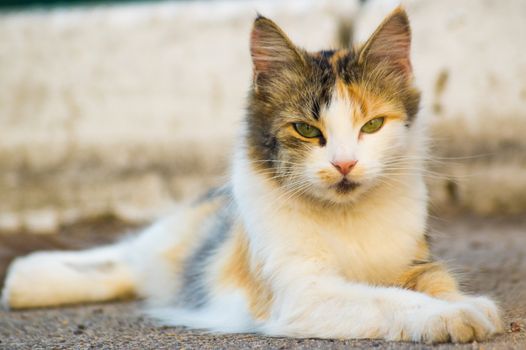 A three-masculine charismatic cat lies on asphalt and looks straight, background is blurred