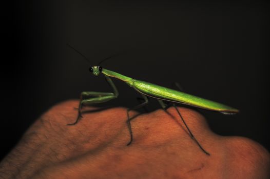 Female green mantis on the hand of a man. Close-up view. Dark background. Mantis looks to you.
