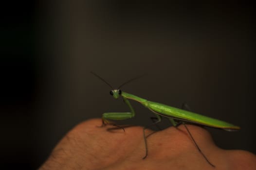 Female green mantis on the hand of a man. Close-up view. Dark background. Mantis looks to you.