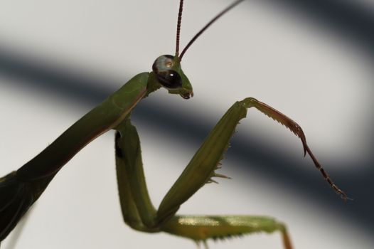 Male green mantis with a mustache and paws in frame.