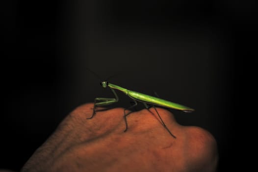 Female green mantis on the hand of a man. Close-up view. Dark background. Mantis looks to you.