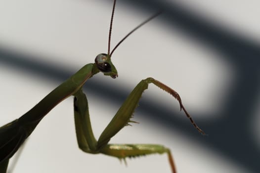 Male green mantis with a mustache and paws in frame.