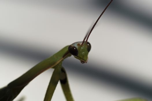 Female green mantis looks at you. Mantis on a white background with shadow.