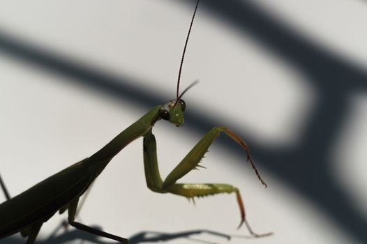 Green mantis with mustache and paws looks at YOU. Mantis on a white background with shadows.