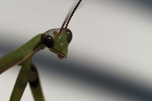 Female green mantis looks at you. Mantis on a white background with shadow.