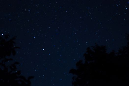 Long exposure night photo. A lot of stars with trees on foreground. Far from the city. Night landscape.