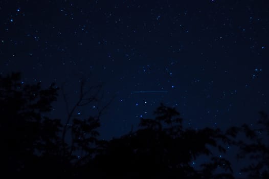 Long exposure night photo. A lot of stars with trees on foreground. Far from the city.