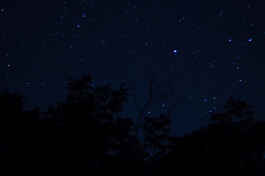 Long exposure night photo. A lot of stars with trees on foreground. Far from the city.