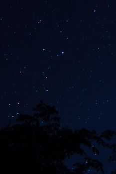 Long exposure night photo. A lot of stars with trees on foreground. Far from the city. Night landscape.