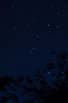 Long exposure night photo. A lot of stars with trees on foreground. Far from the city. Night landscape.