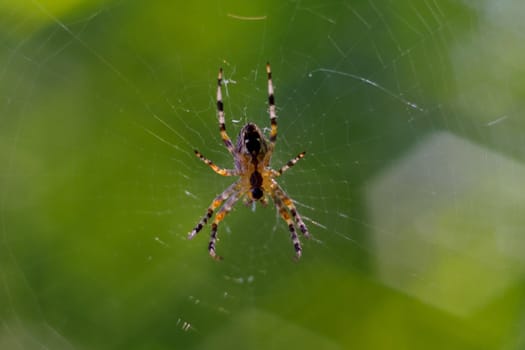 Small spider handing in spiderweb. On background curly green bokeh