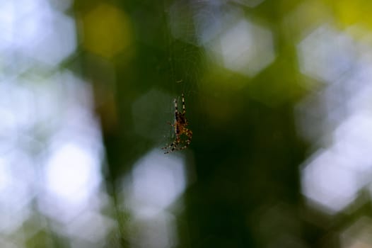 Small spider handing in spiderweb. On background curly green bokeh