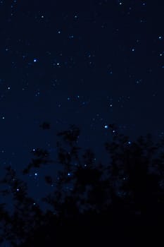 Long exposure night photo. A lot of stars with trees on foreground. Far from the city. Night landscape.