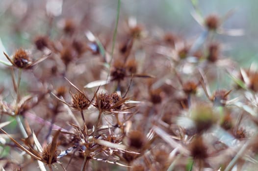 Dry blossoms of a blue-head in the field. The intense orange color of the inflorescence indicates the maturity of the seeds. Close-up view.