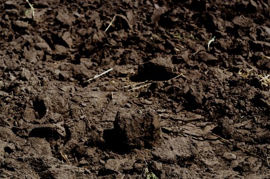 Freshly plowed agricultural soil with roots of wheat, barley and oats. The end of the harvest season.