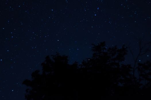 Long exposure night photo. A lot of stars with trees on foreground. Far from the city.