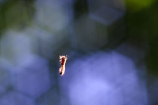 The caterpillar hangs on a thin cobweb in the forest. In the background a blue curly bokeh.