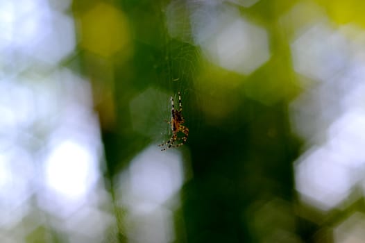 Small spider handing in spiderweb. On background curly green bokeh