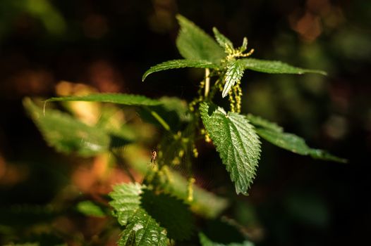 One nettle bushes with a spider in the forest. Vignetting around the edges of the photo