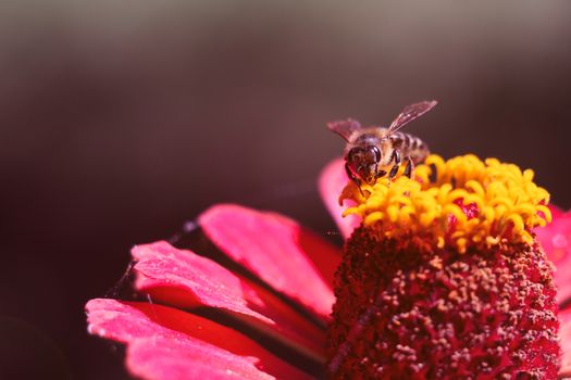The bee collects the pollen from the flower of the pink zinnia. A macro of a bee on a zinnia flower.