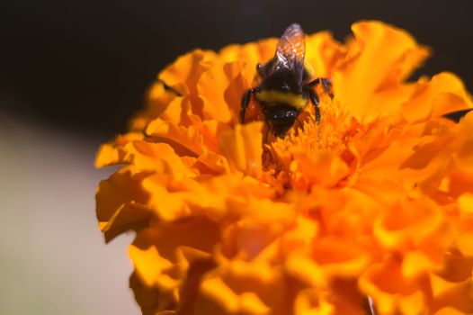 Black bumblebee on the inflorescence of the black-hens in the botanical garden. The flower is very rich and bright. Pollination of flowers is the purpose of a bumblebee.