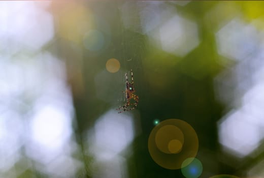 Small spider handing in spiderweb. On background curly green bokeh and glare from the sun.