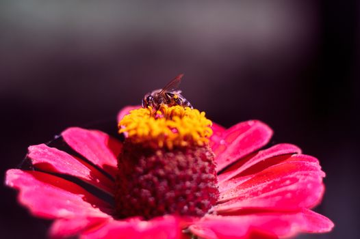 The bee collects the pollen from the flower of the pink zinnia. A macro of a bee on a zinnia flower.