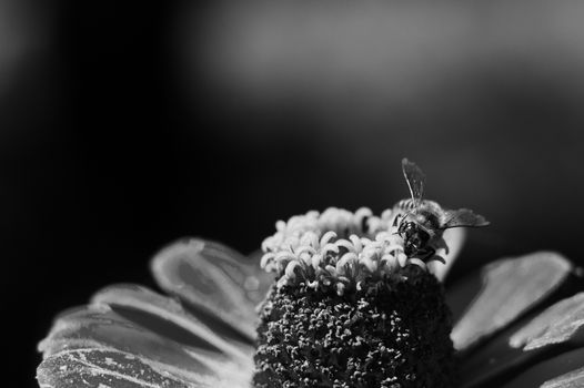 The bee collects the pollen from the flower of the pink zinnia. A macro of a bee on a zinnia flower.