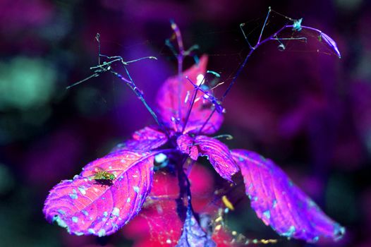 Fly on the leaf in forest. Spiderweb on plant and dry leaves the same plant. Incorrect colours on photo: purple and blue creative reception