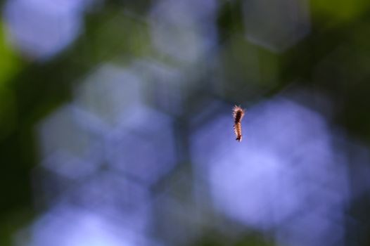 The caterpillar hangs on a thin cobweb in the forest. In the background a blue curly bokeh.