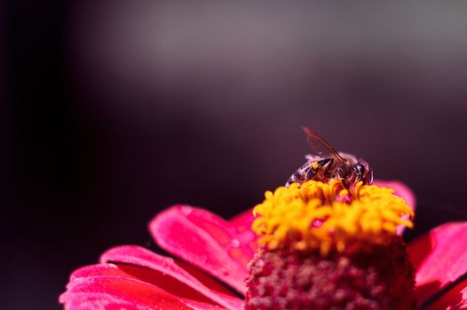 The bee collects the pollen from the flower of the pink zinnia. A macro of a bee on a zinnia flower.