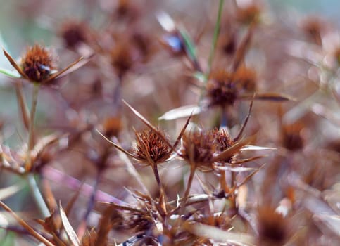 Dry blossoms of a blue-head in the field. The intense orange color of the inflorescence indicates the maturity of the seeds. Close-up view.