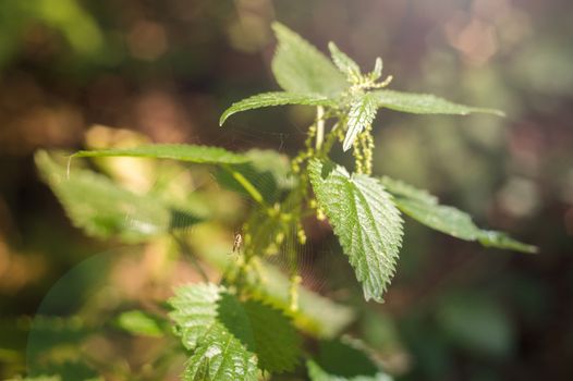 One nettle bushes with a spider in the forest. Glare in left upper corner