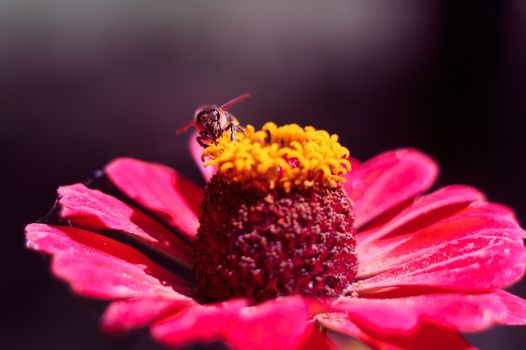 The bee collects the pollen from the flower of the pink zinnia. A macro of a bee on a zinnia flower.