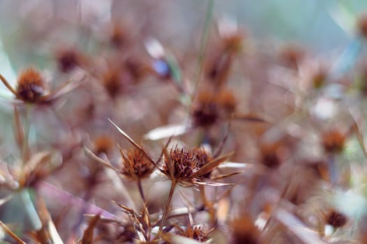 Dry blossoms of a blue-head in the field. The intense orange color of the inflorescence indicates the maturity of the seeds. Close-up view.