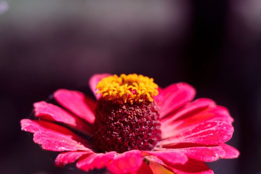 The bee collects the pollen from the flower of the pink zinnia. A macro of a bee on a zinnia flower.