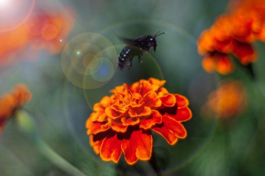 Blue bumblebee flies by the inflorescence of the black-hens in the botanical garden. The flower is very rich and bright. Pollination of flowers is the purpose of a bumblebee.