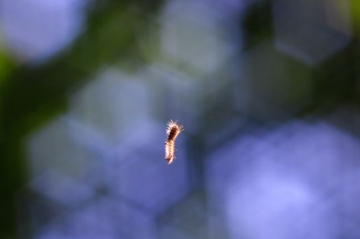 The caterpillar hangs on a thin cobweb in the forest. In the background a blue curly bokeh.