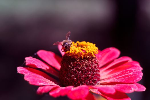 The bee collects the pollen from the flower of the pink zinnia. A macro of a bee on a zinnia flower.